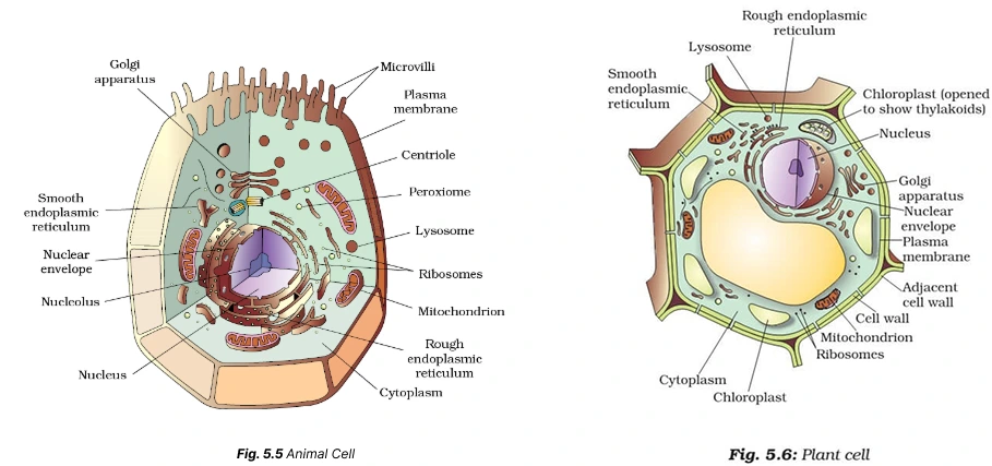 Animal and plant cells